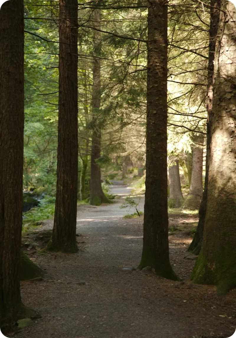 Заповедный лес